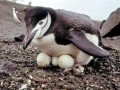 Chinstrap Penguin