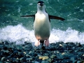 Chinstrap Penguin
