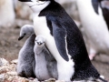 Chinstrap Penguin