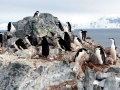 Chinstrap Penguin
