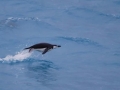 Chinstrap Penguin