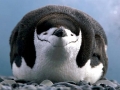 Chinstrap Penguin