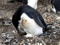 Chinstrap Penguin
