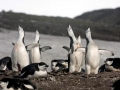 Chinstrap Penguin
