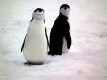 Chinstrap Penguin