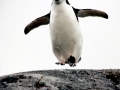 Chinstrap Penguin