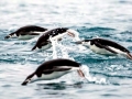 Chinstrap Penguin