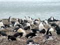 Chinstrap Penguin