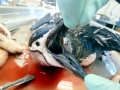 Chinstrap Penguin