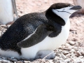 Chinstrap Penguin