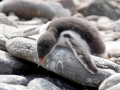 Chinstrap Penguin