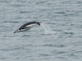 Chinstrap Penguin