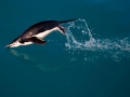 Chinstrap Penguin