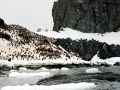 Chinstrap Penguin