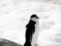 Chinstrap Penguin