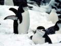 Chinstrap Penguin