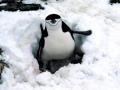Chinstrap Penguin