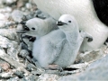 Chinstrap Penguin
