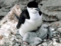 Chinstrap Penguin