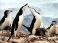 Chinstrap Penguin