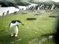 Chinstrap Penguin