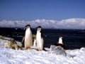 Chinstrap Penguin