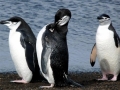 Chinstrap Penguin