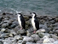 Chinstrap Penguin