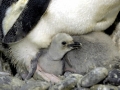 Chinstrap Penguin