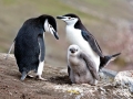 Chinstrap Penguin