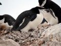 Chinstrap Penguin