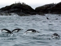 Chinstrap Penguin