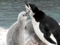Chinstrap Penguin