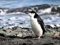 Chinstrap Penguin