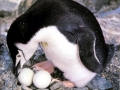 Chinstrap Penguin