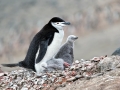 Chinstrap Penguin
