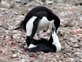 Chinstrap Penguin