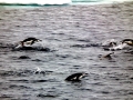 Chinstrap Penguin