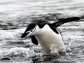 Chinstrap Penguin