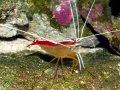 Cleaner Shrimp