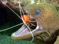 Cleaner Shrimp