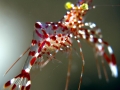 Cleaner Shrimp