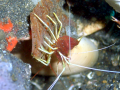 Cleaner Shrimp