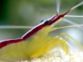 Cleaner Shrimp
