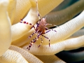 Cleaner Shrimp