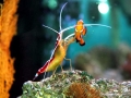 Cleaner Shrimp
