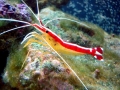 Cleaner Shrimp