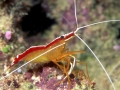 Cleaner Shrimp