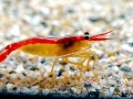 Cleaner Shrimp