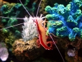Cleaner Shrimp
